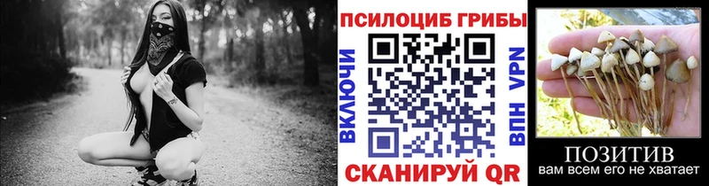 цены наркотик  Пущино  Псилоцибиновые грибы Psilocybe 